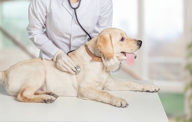 Young veterinarian doctor holding cute puppy on clinic background