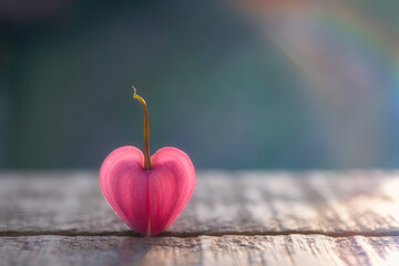 Fototapeta premium Dicentra spectabilis bleeding heart flowers in hearts shapes in bloom, beautiful Lamprocapnos pink white flowering plant in the garden
