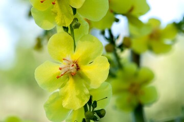 Superbe gros plan d'une fleur jaune au printemps avec son pistil orangée par une belle journée...
