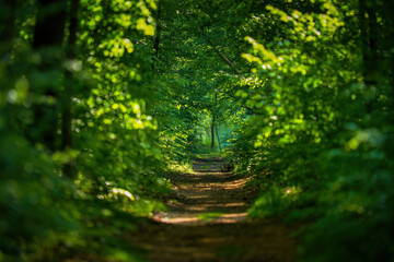 Pathway lane path with green trees in the forest. Beautiful alley in the park. Pathway through the dark forest.