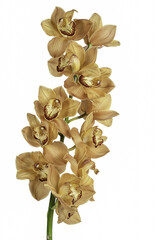 Golden cymbidium orchid or boat orchid isolated on white background