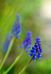 Muscari. Bell-shaped blue flowers, with a white fringe, of Muscari armeniacum surrounded by green basal leaves, close up. Known as Armenian grape hyacinth or garden grape-hyacinth, Asparagaceae..