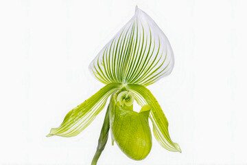 Head of colorful flowers paphiopedilum natural ornamental patterns with water drop blooming isolated on white background