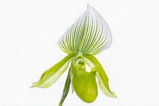 Head of colorful flowers paphiopedilum natural ornamental patterns with water drop blooming isolated on white background