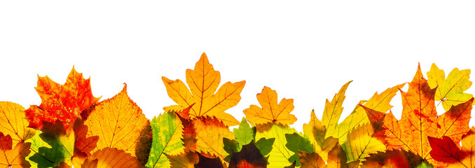 a heap of shiny autumn leaves, isolated with white background for banner, panorama or border