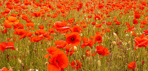 Poppy Fields Showing Bright Red Flowers for remembrance armistice Flanders Field in WW1 peace and hope symbol help for heroes