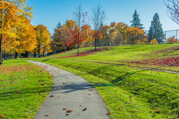 Pathway in the park covered with maple leaves.