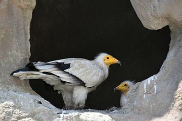 CAPTIVE scavenger VULTURE with white feathers and yellow head
