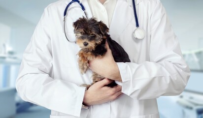 Young veterinarian doctor holding cute puppy on clinic background