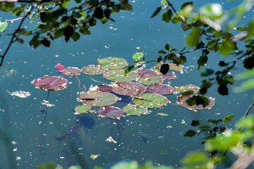 bouquet de nénuphars multicolores sur un petit étang ombragé dans le puy de dôme prêt d'Issoire - obrazy, fototapety, plakaty