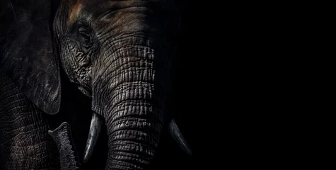 Fotobehang Close-up humeurig portret met dramatisch licht en schaduw met textuur en detail van een Sri Lankaanse olifant (Elephas maximus maximus) slurf in de jungle van Udawalawe National Park, Sri Lanka. © ND STOCK