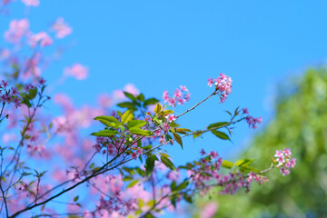 Spring Japanese landscape with cherry blossoms branches of blossoming cherry against background of blue sky and butterflies on nature outdoors Pink sakura flowers dreamy romantic image spring..