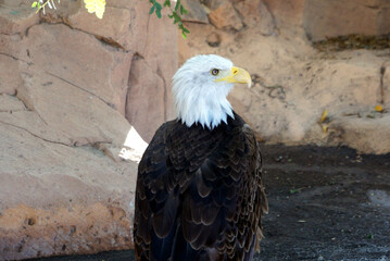 Portrait of a bald eagle, a symbol of the USA