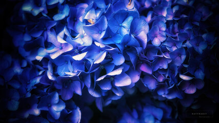 French Hydrangea and dark background. Blue Hydrangea or Hydrangea macrophylla or Hortensia flowers from Sapporo Hokkaido Japan. Colorful Hydrangeas. Macro depth of field for soft focus blurry feel.