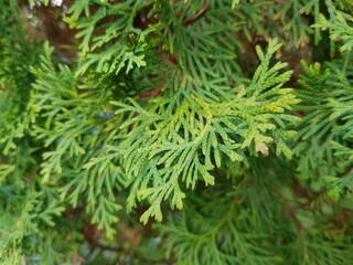 Fototapeta na wymiar Green soft needles of juniper on the branch