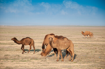 Camels on the way are looking for fresh grass to eat, graze in the steppes, heat, drought, Kazakhstani steppes.