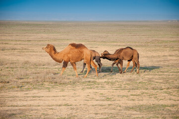 Camels on the way are looking for fresh grass to eat, graze in the steppes, heat, drought,...