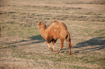 Camels on the way are looking for fresh grass to eat, graze in the steppes, heat, drought, Kazakhstani steppes.