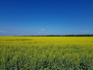 Obraz premium Field of yellow flowers under blue sky