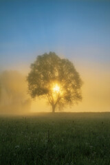 Obraz na płótnie Canvas Morning sun shine through tree on blossom meadow Bright sunbeams green grass on field Colorful spring sunrise over meadow Sun rays illuminate morning misty landscape through the branches of a tree.