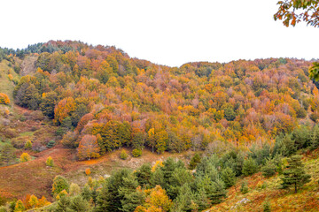 Autumn landscape with changing color trees in Liguria, province of Genoa, Italy