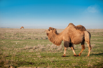 Camels on the way are looking for fresh grass to eat, graze in the steppes, heat, drought,...