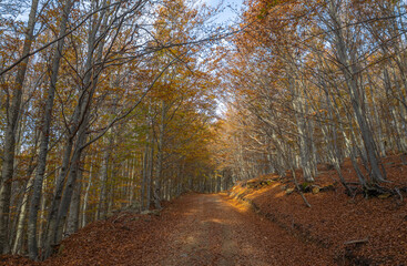 Road covered with leaves of beech trees in a beech forest in autumn, province of Genoa, Italy