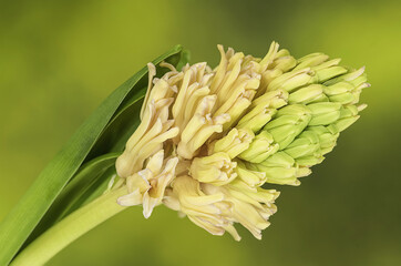 Obraz premium Green growth of the hyacinth flower. Macro shooting. Green natural background.