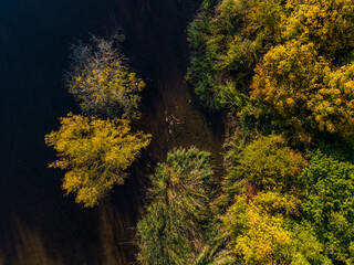 Aerial view of fall colors with trees, bushes of grass and water in a wetland