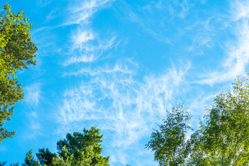 Blue sky with high cirrus clouds surrounded by trees. Sharp white clouds of irregular, ragged shape.