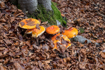 Amanita Muscaria mushrooms, toxic mushrooms