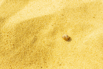 Close-up of a sandy beach with a small shell. Background with sand unevenly swept away by wind and waves into small dunes. Background for a cover or design on the theme of travel.