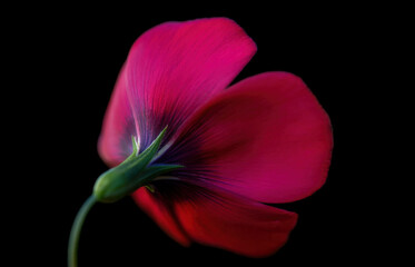 Naklejka premium Red flax (Linum grandiflorum) in the meadow