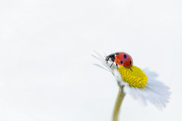 Seven spot ladybird (Coccinella septempunctata) larva covered in pollen from a large daisy flower (oxeye daisy, leucanthemum vulgare)