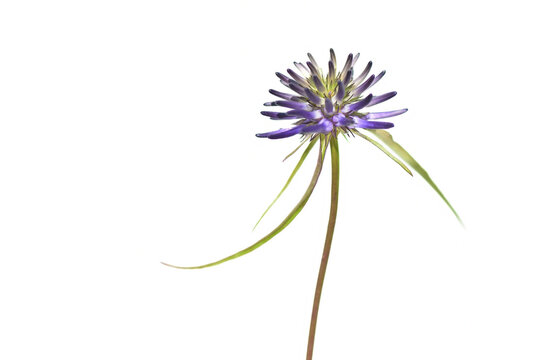 Phyteuma orbiculare flower. Common name round-headed rampion or Round head devil's claw