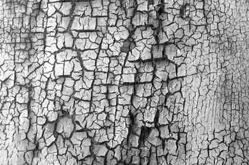 Background from wooden old boards with cracked paint. Vintage green fence texture as abstract background. Craquelure cracks.