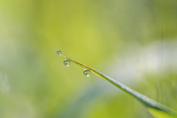 Lush luscious grass on the meadow with dew drops in the morning light in the spring summer outdoor close-up macro panoramic, beautiful artistic picture of the purity and freshness of nature,copy space