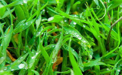 Grass green juicy and fresh texture as background