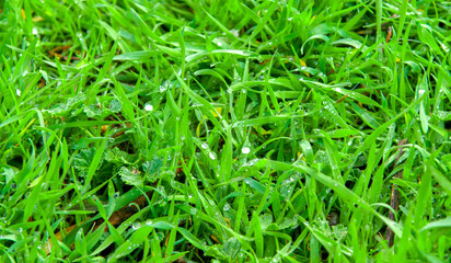 Grass green juicy and fresh texture as background