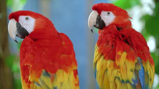 The sun parakeet beautiful colours of yellow orange and red
