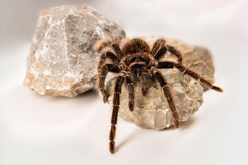 Lasiodora parahybana 