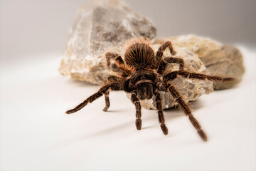 Lasiodora parahybana 