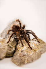 Lasiodora parahybana 