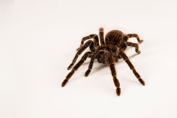 Lasiodora parahybana 