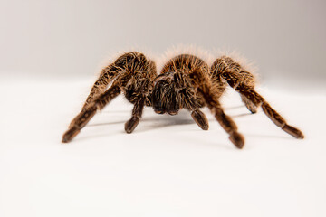 Lasiodora parahybana 
