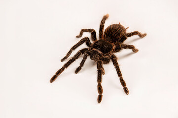 Lasiodora parahybana 