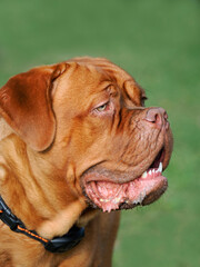 Portrait of a Large Male French Bull Mastif with a Green Background