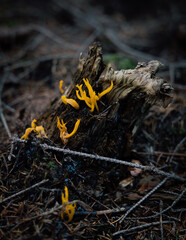 Korallenpilz
