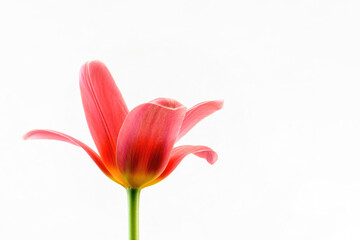 Fototapeta premium Spring flowers - bunch of pink tulips on blue sky background Group of colorful tulips, purple tulips illuminated by sunlight, soft focus, tulips close up, colorful background color adjustment.