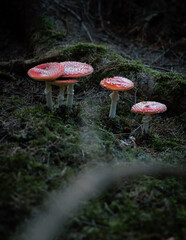 Fliegenpilze im Wald